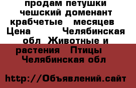 продам петушки чешский доменант крабчетые 5 месяцев › Цена ­ 600 - Челябинская обл. Животные и растения » Птицы   . Челябинская обл.